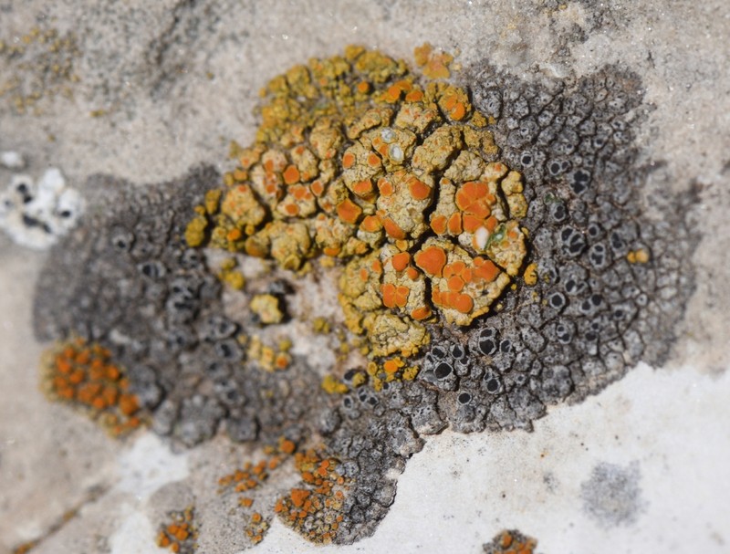 Orange Lichen photo 8
