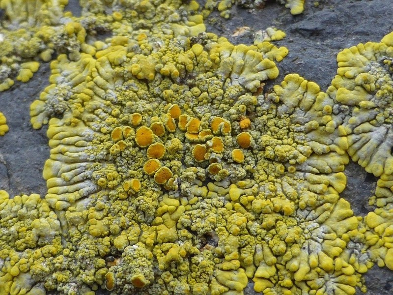 Orange Lichen