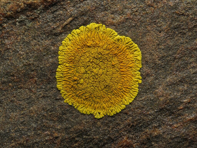 Orange Lichen photo 2
