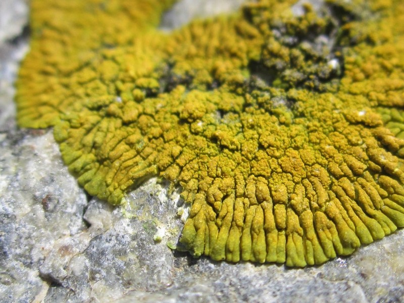 Orange Lichen photo 3