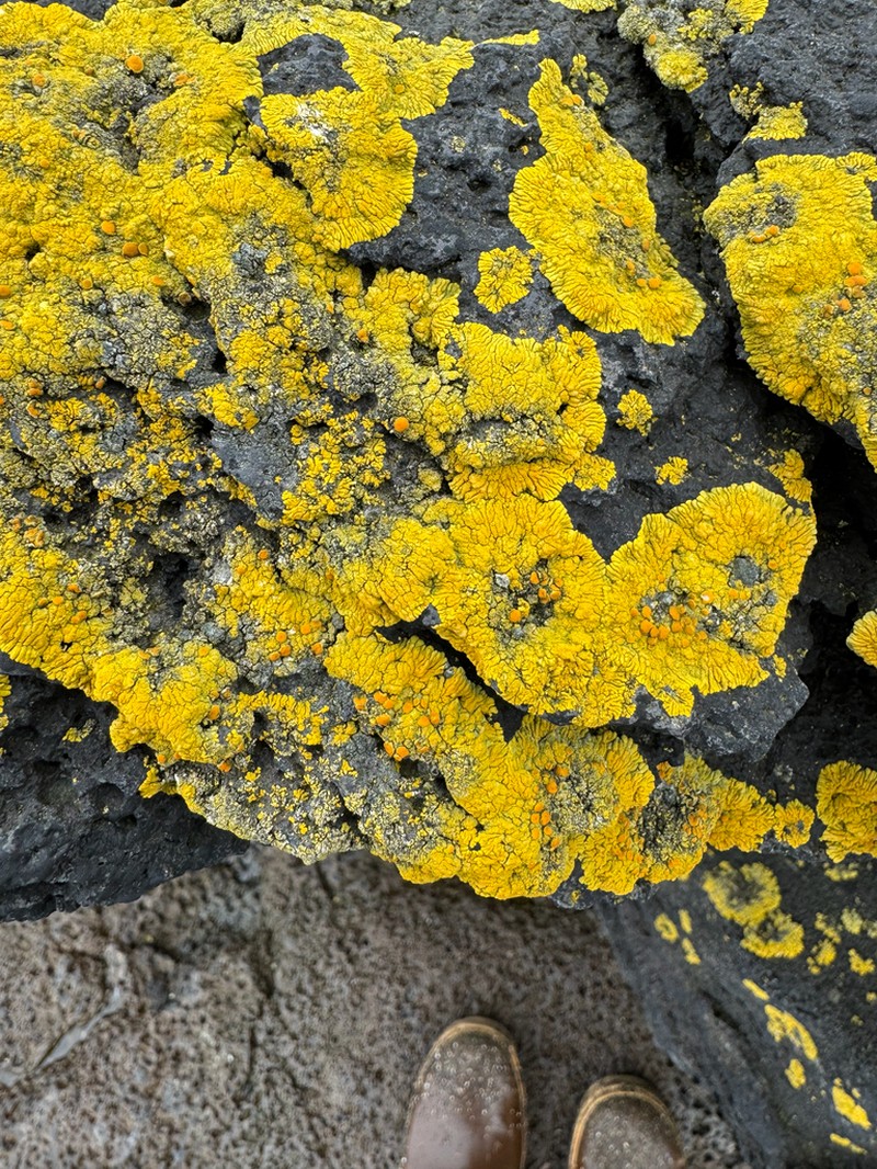 Orange Lichen photo 4
