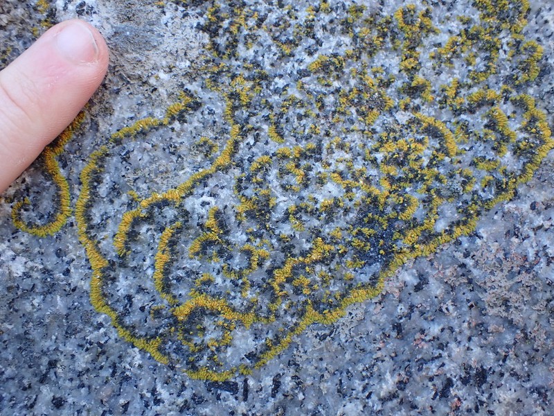Orange Lichen photo 5