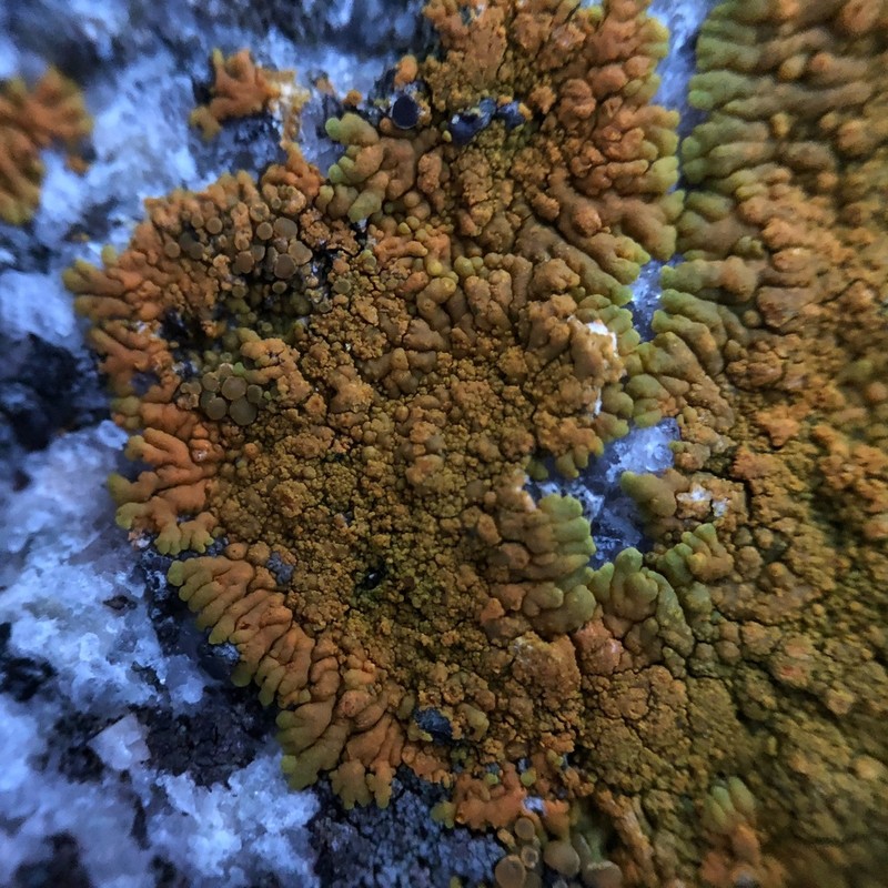 Orange Lichen photo 6