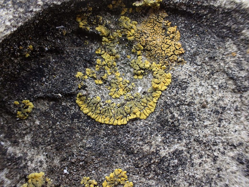 Orange Lichen photo 7