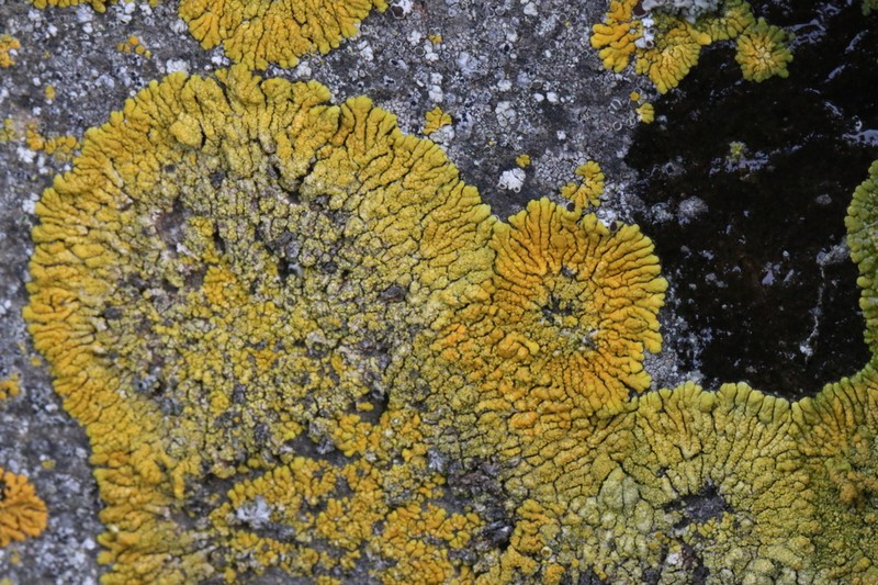 Orange Lichen photo 8
