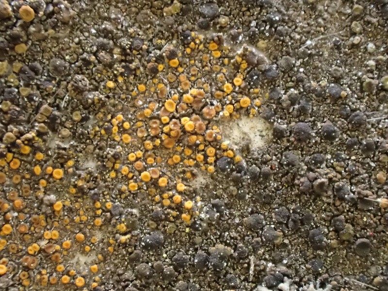 Orange Lichen
