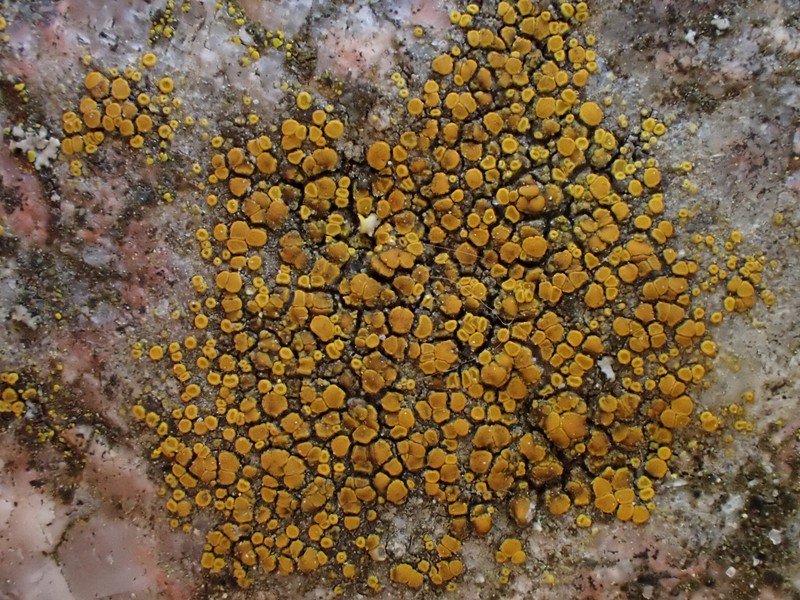 Orange Lichen photo 4
