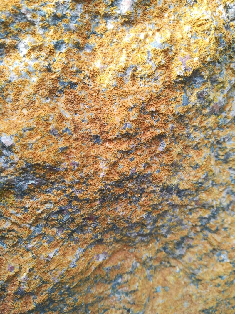 Orange Lichen photo 5