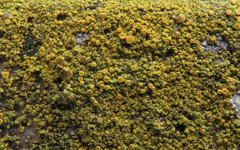 Orange Lichen photo 6