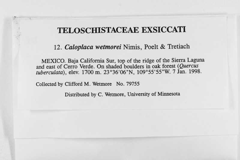 Caloplaca wetmorei