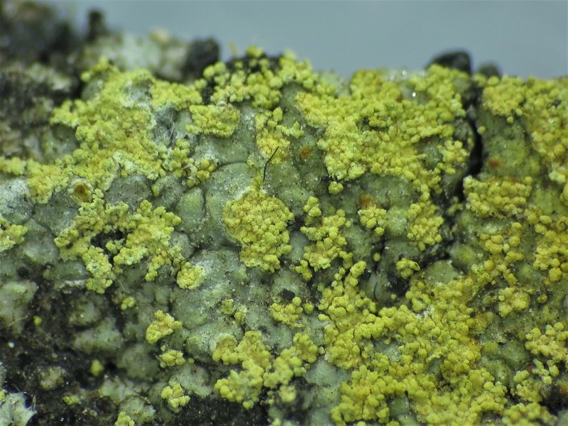 Orange Lichen photo 2