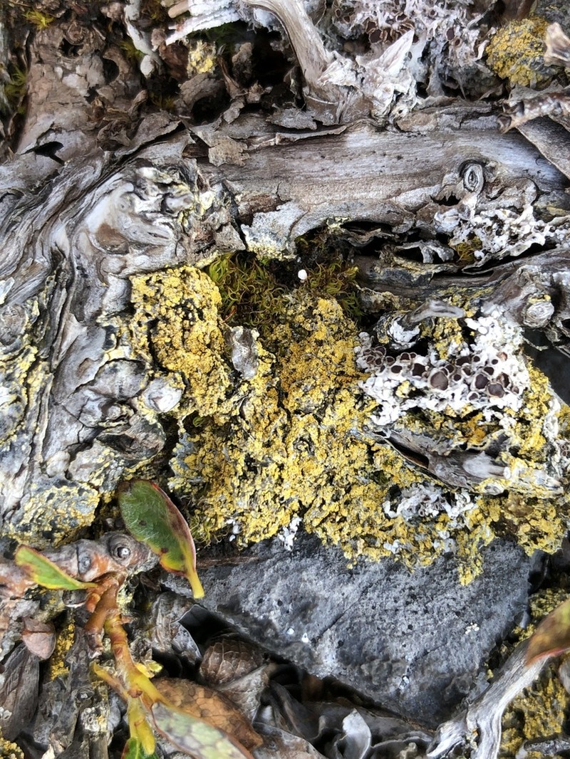Orange Lichen photo 3