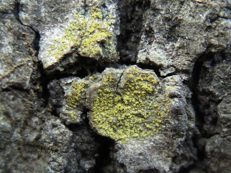 Orange Lichen photo 4