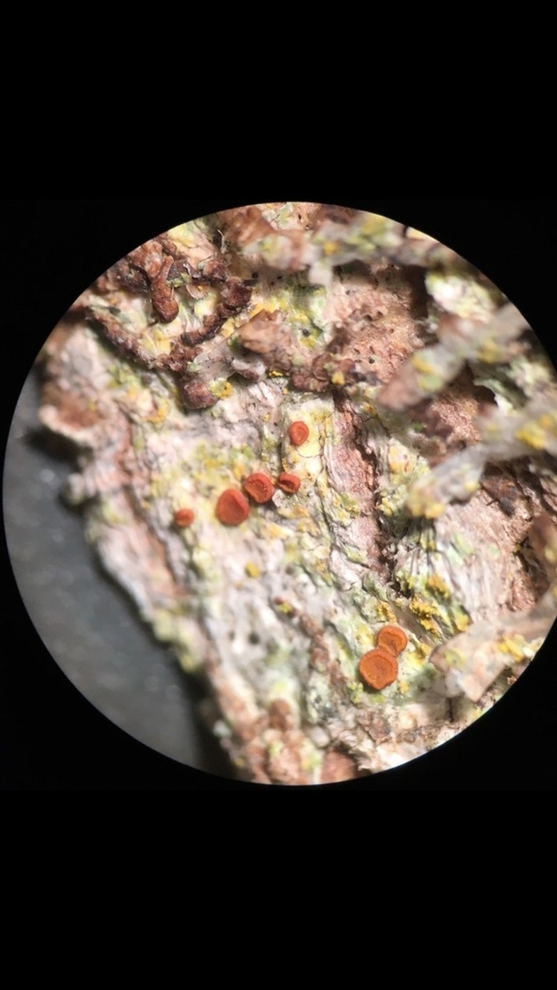 Orange Lichen photo 6