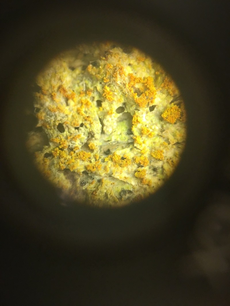 Orange Lichen photo 7