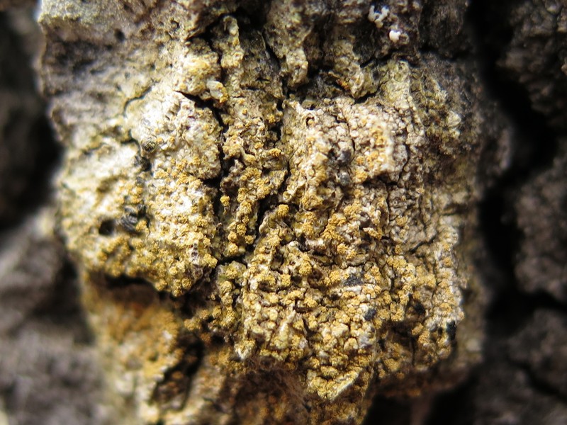 Orange Lichen photo 8