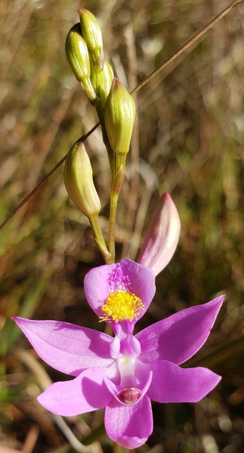 Bearded Grasspink