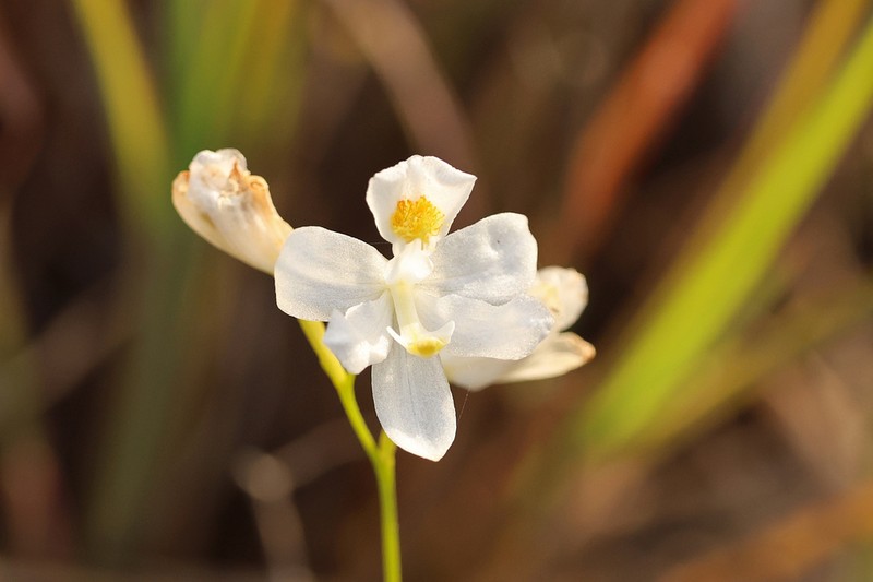 Bearded Grasspink photo 2