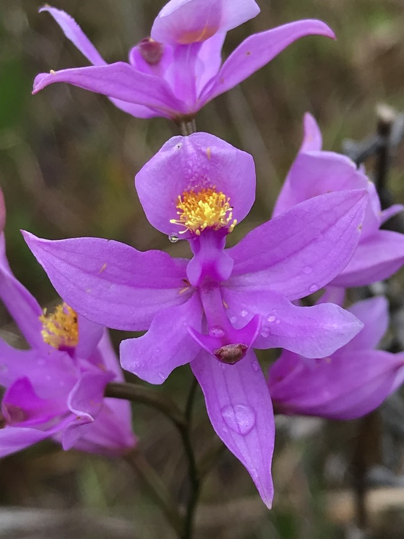 Bearded Grasspink photo 3