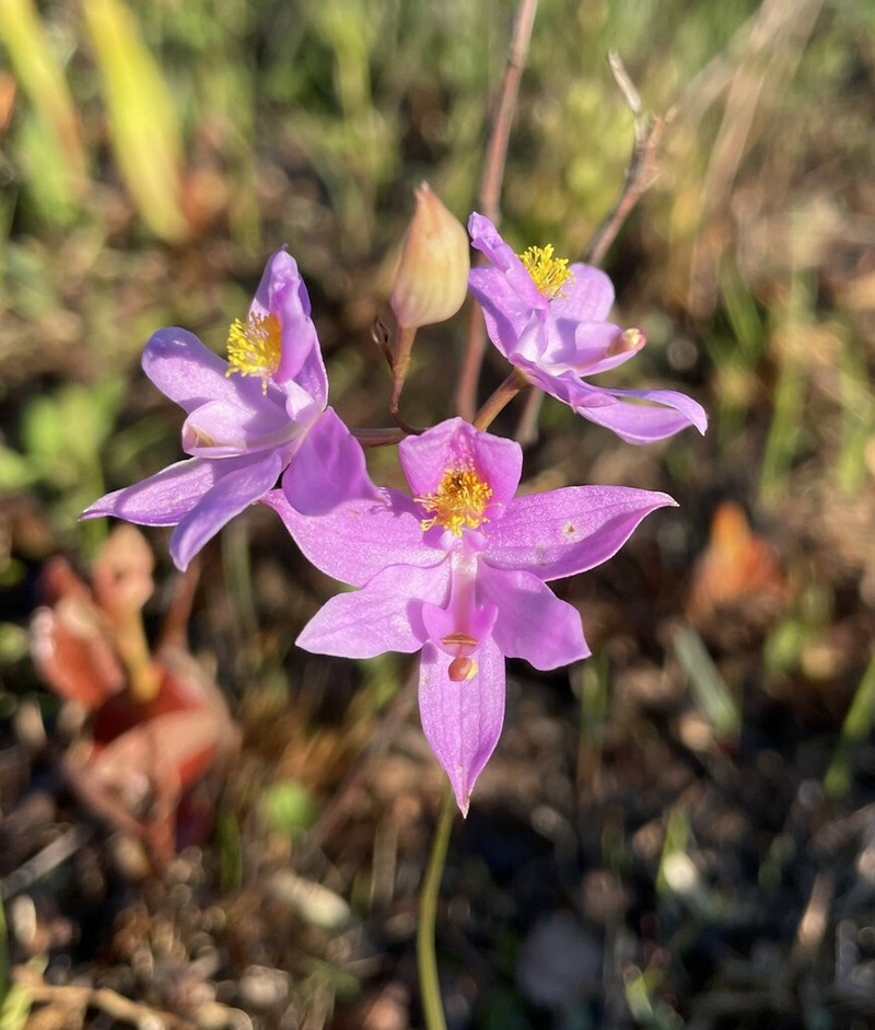 Bearded Grasspink photo 4