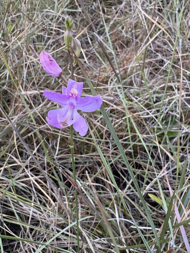 Bearded Grasspink photo 5