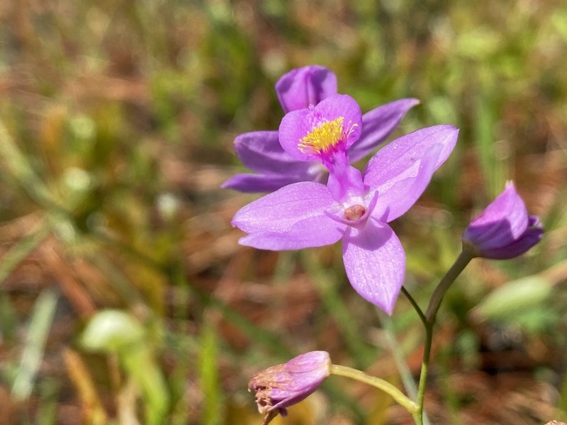 Bearded Grasspink photo 6