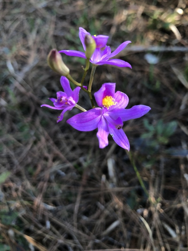Bearded Grasspink photo 7