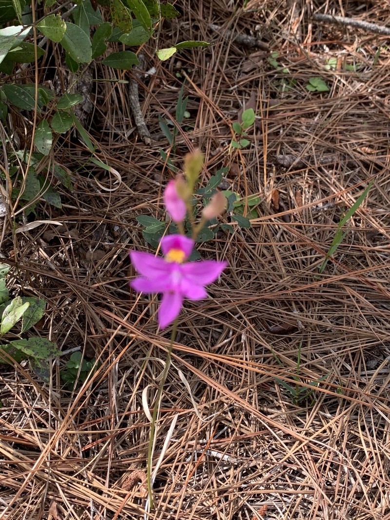 Bearded Grasspink photo 8