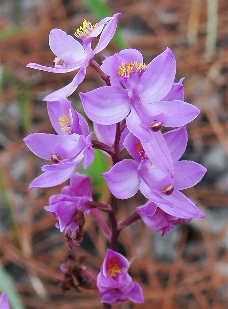 Manyflower Grasspink photo 4