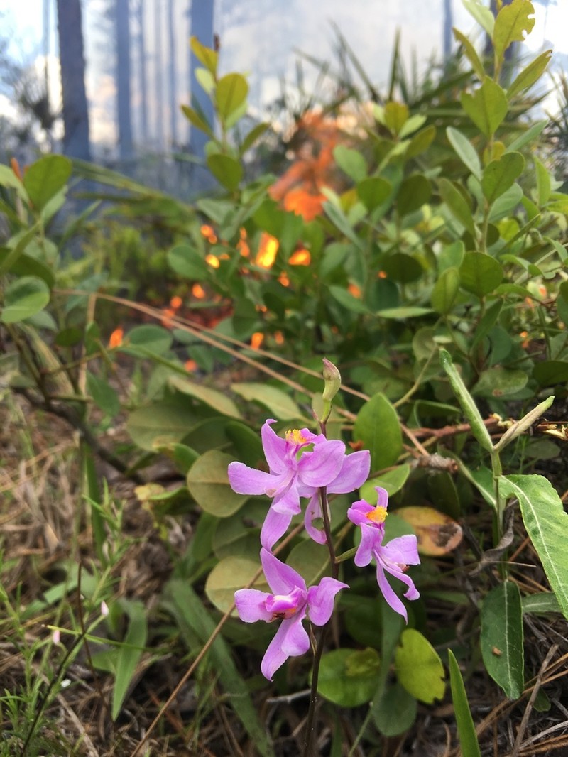 Manyflower Grasspink photo 6