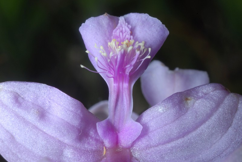Oklahoma Grasspink photo 2