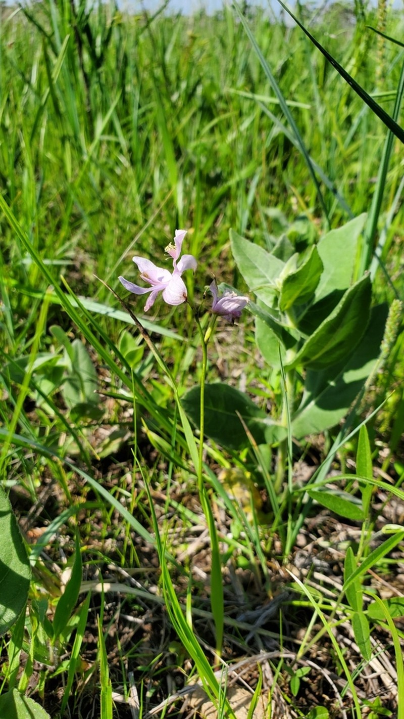 Oklahoma Grasspink photo 3