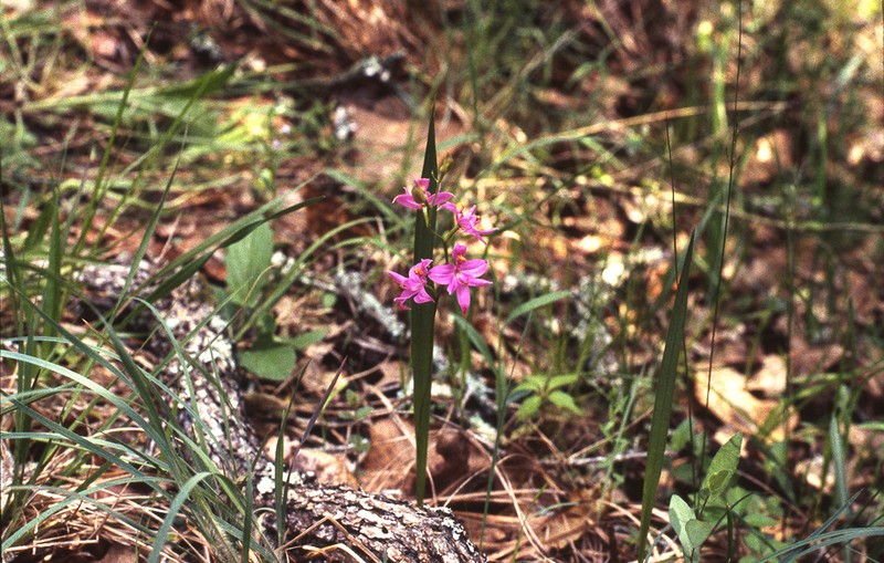 Oklahoma Grasspink photo 4