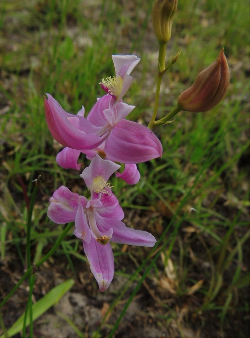 Oklahoma Grasspink photo 5