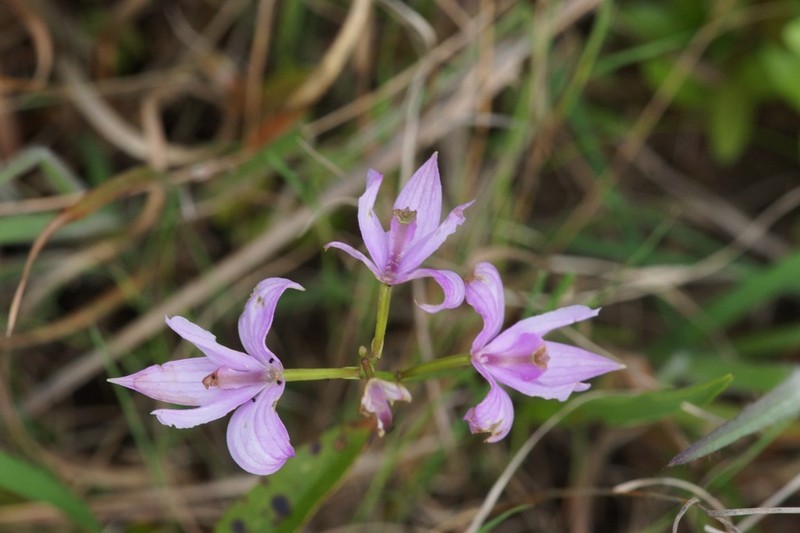 Oklahoma Grasspink photo 6
