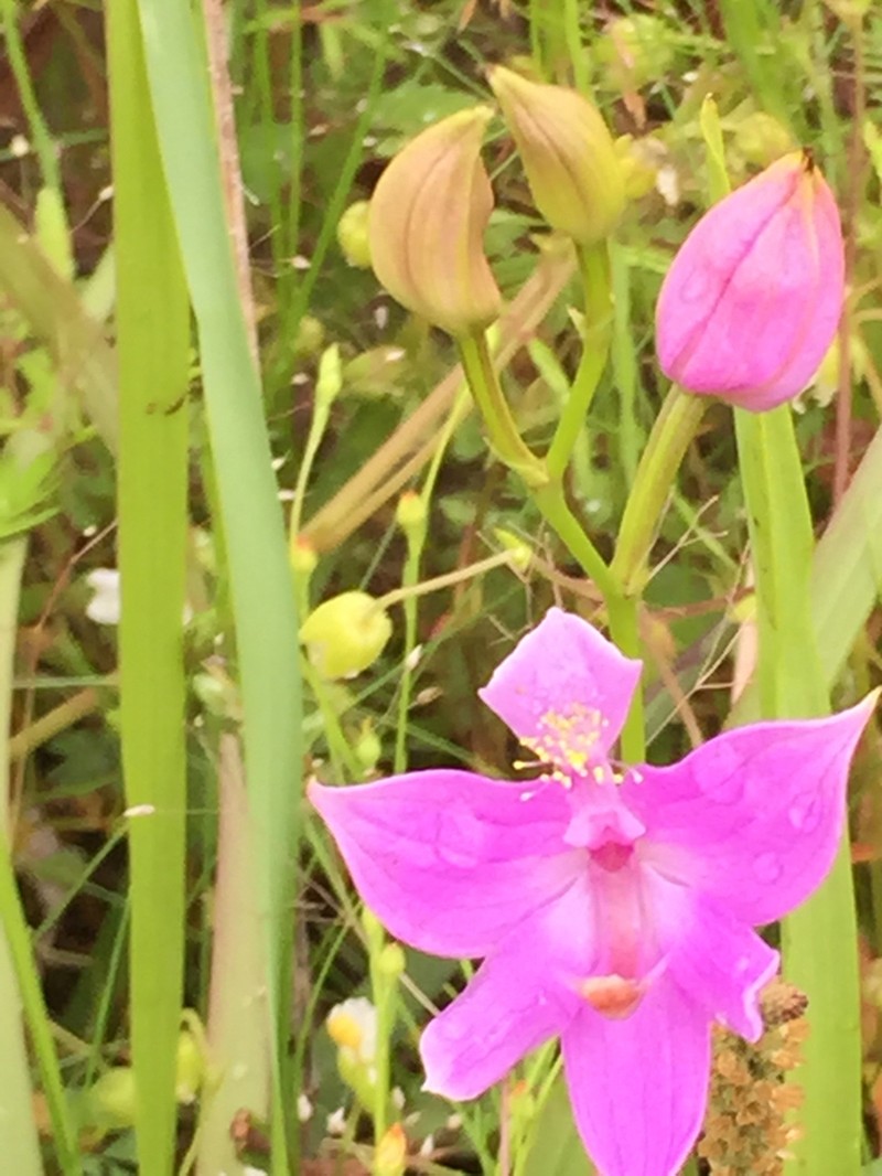 Oklahoma Grasspink photo 7