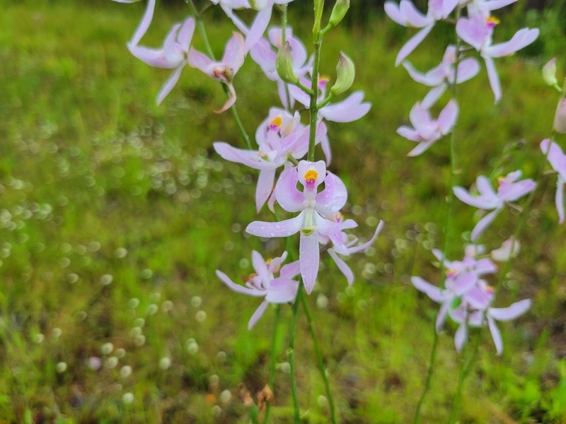 Pale Grasspink photo 2