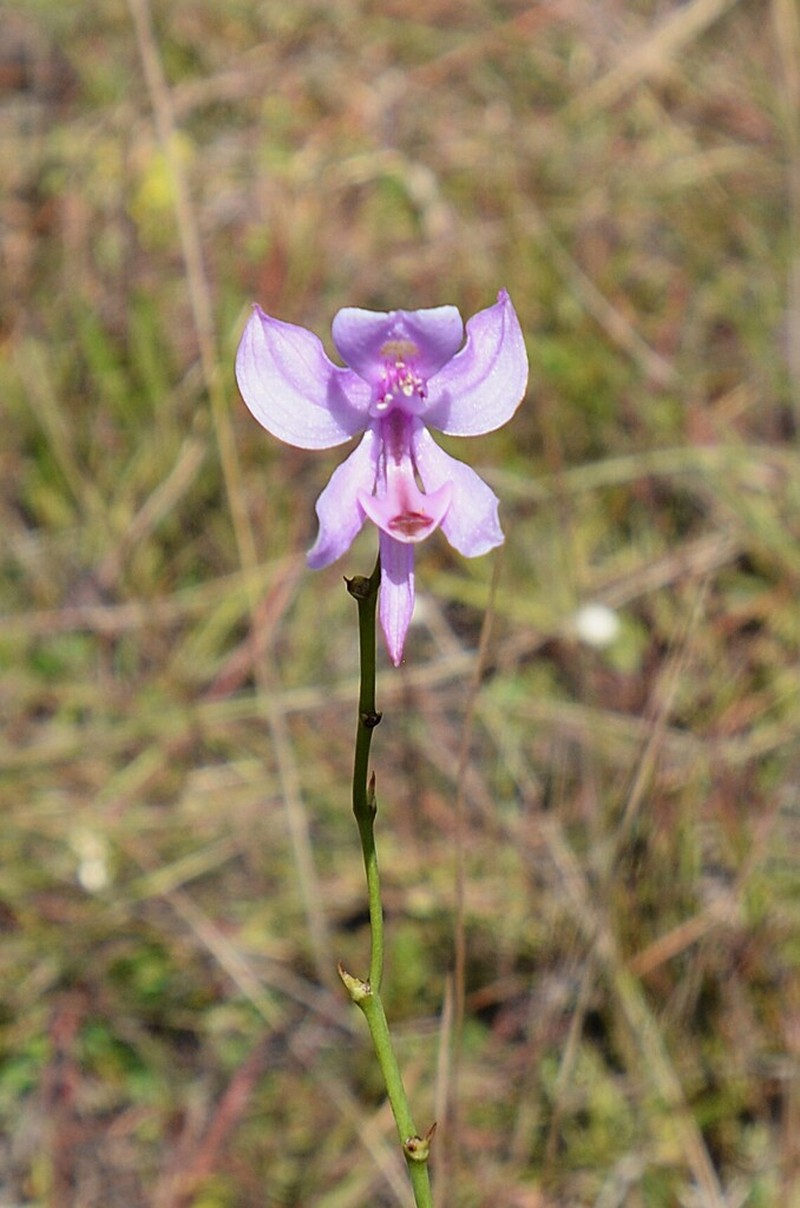 Pale Grasspink photo 3