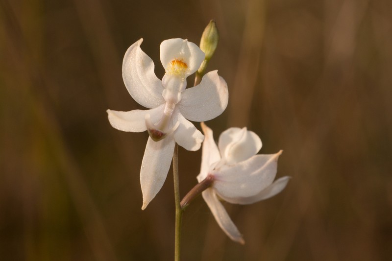 Pale Grasspink photo 4