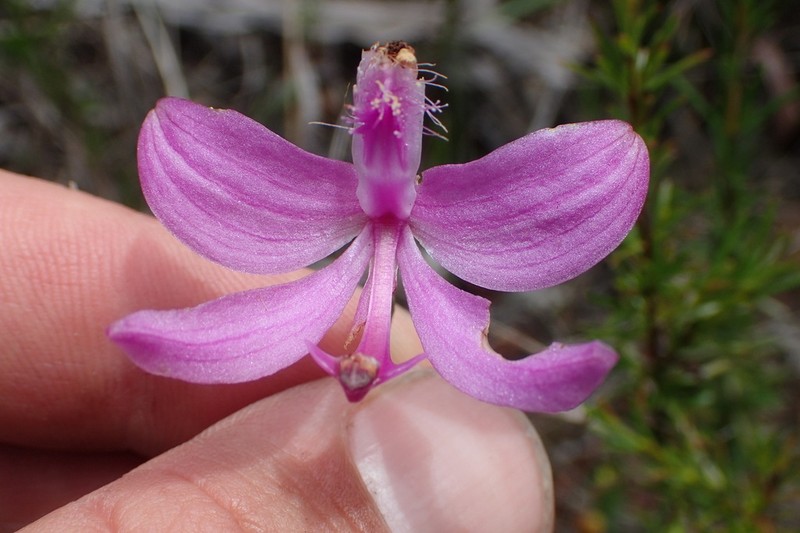 Pale Grasspink photo 5