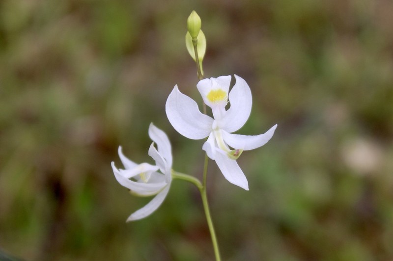 Pale Grasspink photo 6