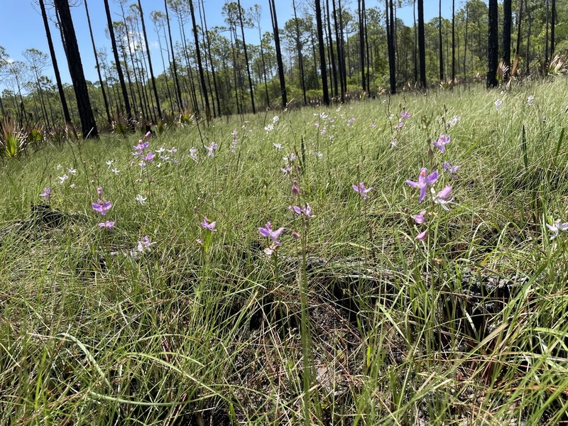 Pale Grasspink photo 7