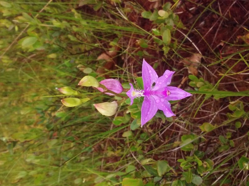 Tuberous Grasspink