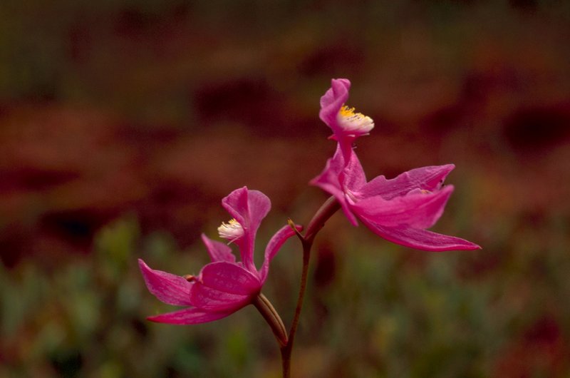 Tuberous Grasspink photo 2