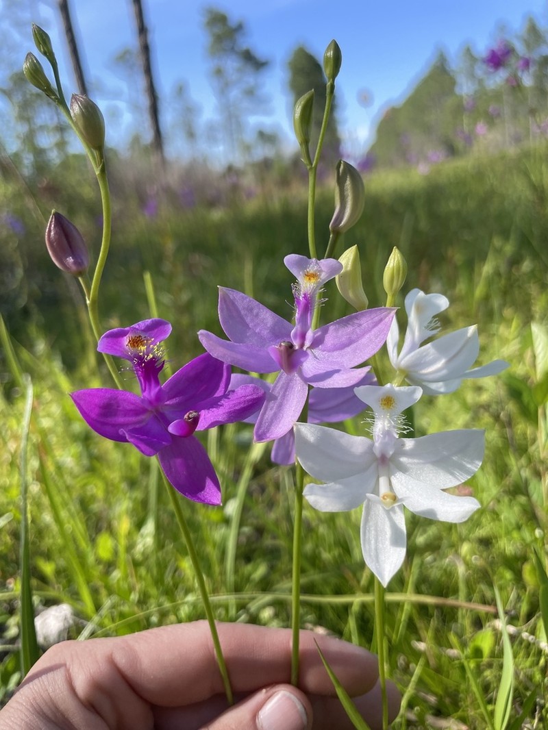 Tuberous Grasspink photo 3