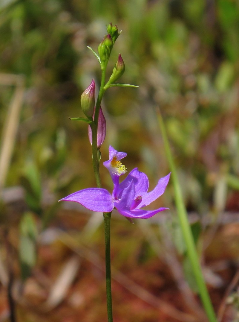 Tuberous Grasspink photo 4