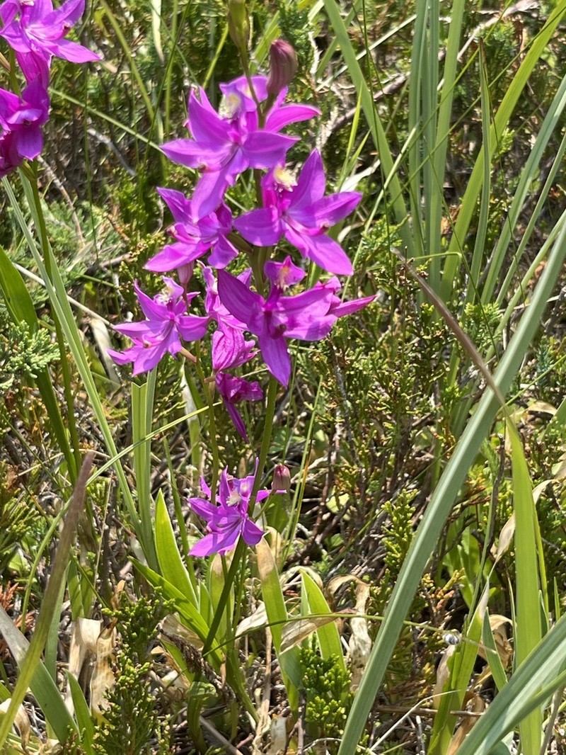 Tuberous Grasspink photo 5