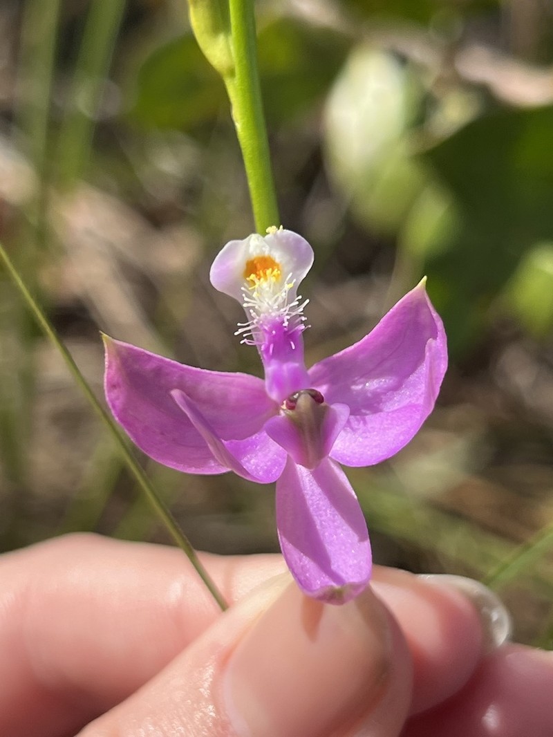 Tuberous Grasspink photo 6