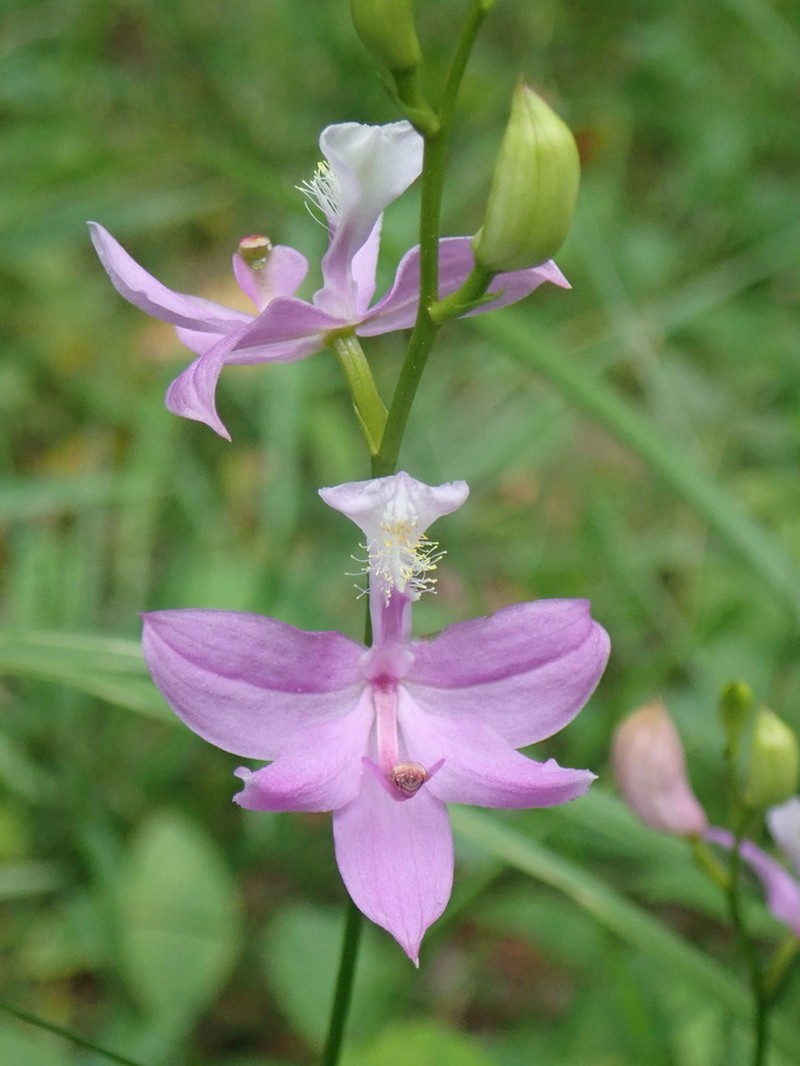 Tuberous Grasspink photo 7