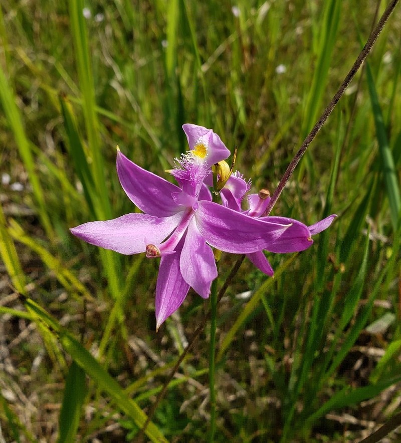 Tuberous Grasspink photo 8